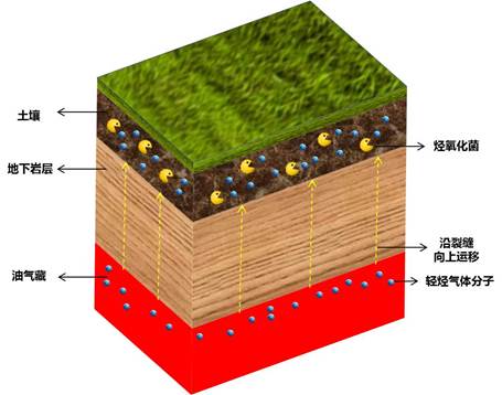 说明: C:\Users\lenovo\Desktop\微生物油气勘探原理示意图.jpg